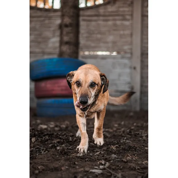 Znaleziono psa, Białystok, 21 października 2024 (4/5)