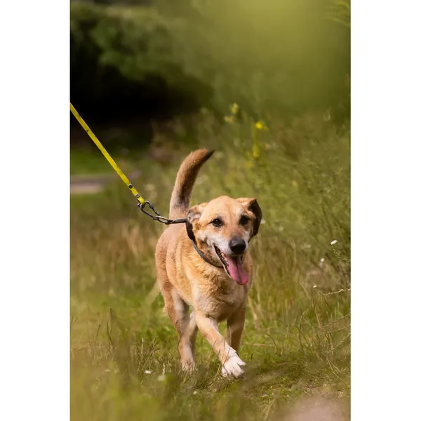 Znaleziono psa, Białystok, 21 października 2024 (5/5)