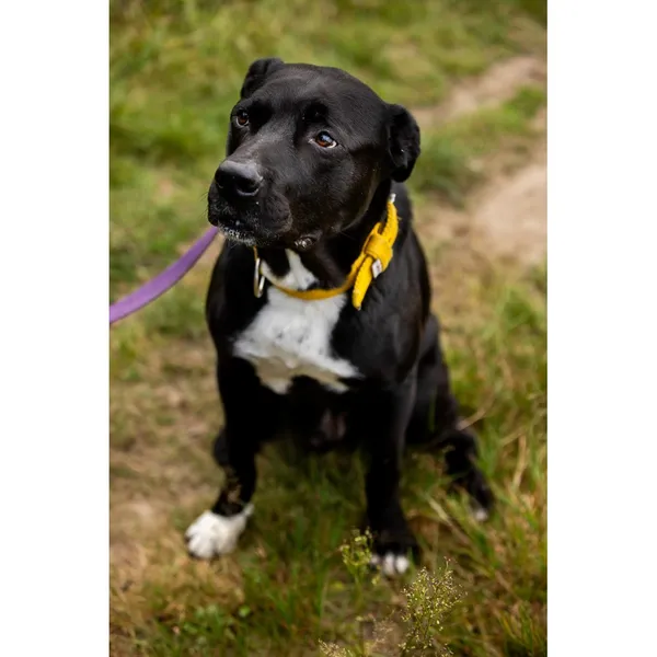 Znaleziono psa, Białystok, 3 października 2024 (1/5)