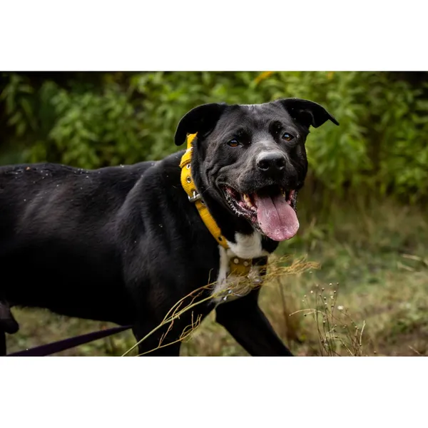 Znaleziono psa, Białystok, 3 października 2024 (2/5)