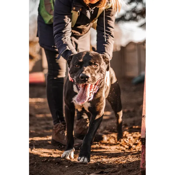 Znaleziono psa, Białystok, 3 października 2024 (4/5)