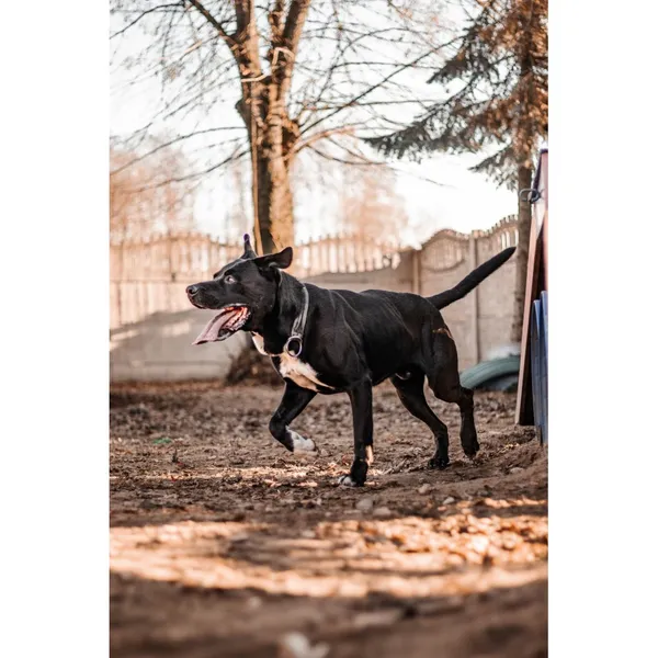 Znaleziono psa, Białystok, 3 października 2024 (5/5)