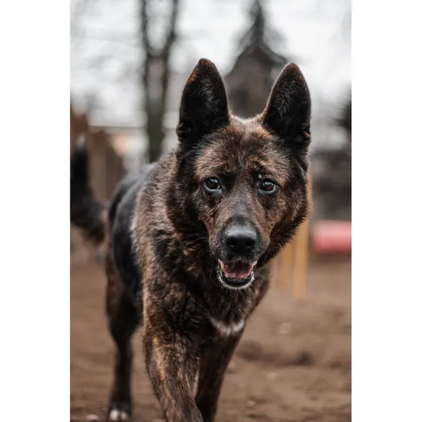 Znaleziono psa, Białystok, 25 grudnia 2024 (1/5)