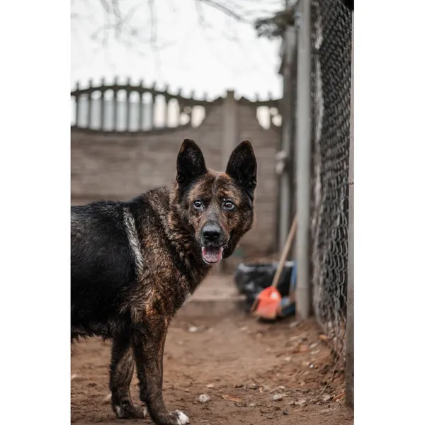 Znaleziono psa, Białystok, 25 grudnia 2024 (2/5)