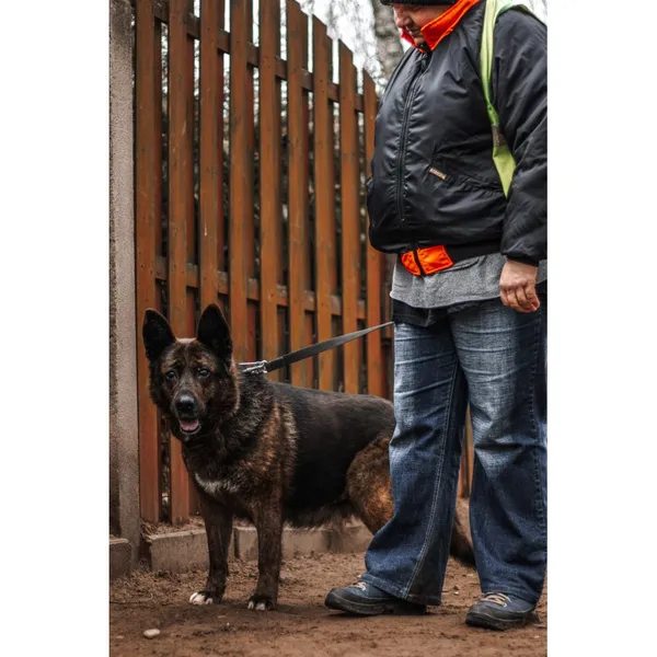 Znaleziono psa, Białystok, 25 grudnia 2024 (4/5)