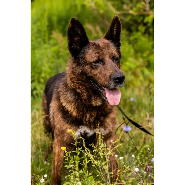 Znaleziono psa, Białystok, 25 grudnia 2024 (5/5)