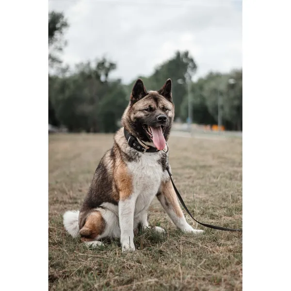 Znaleziono psa, Białystok, 2 lutego 2025 (2/5)