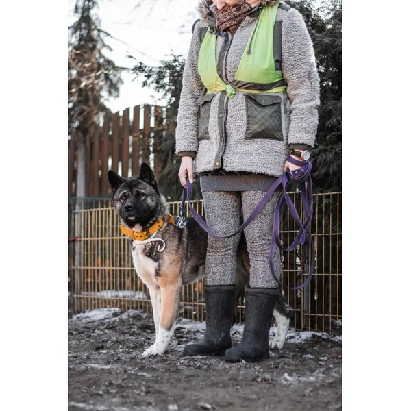 Znaleziono psa, Białystok, 2 lutego 2025 (5/5)