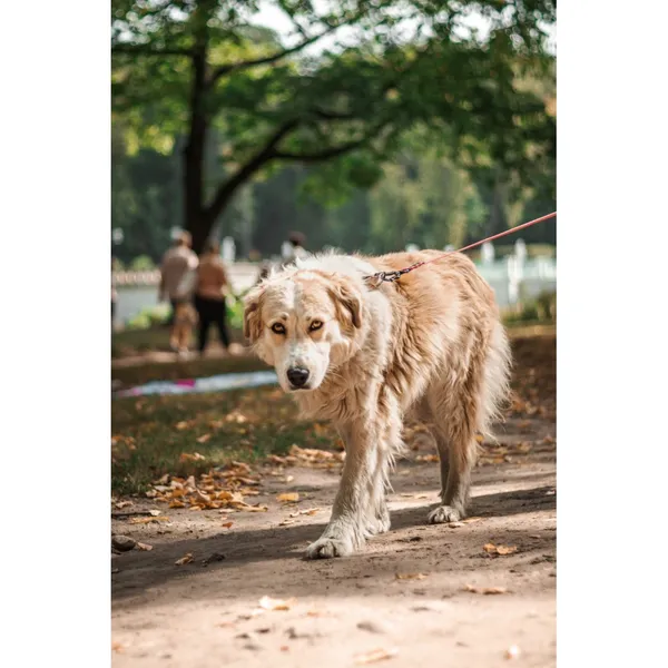 Znaleziono psa, Białystok, 21 czerwca 2025 (1/5)