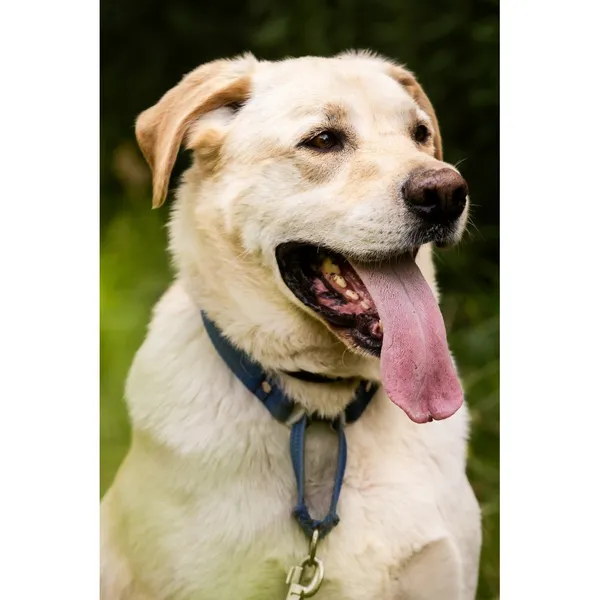 Znaleziono psa, Białystok, 21 czerwca 2025 (2/5)