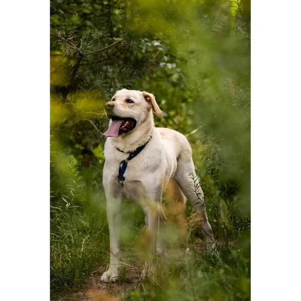 Znaleziono psa, Białystok, 21 czerwca 2025 (3/5)