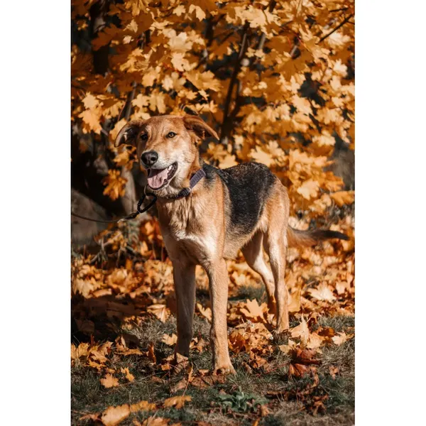 Znaleziono psa, Białystok, 15 lipca 2025 (1/5)