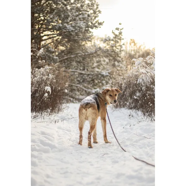 Znaleziono psa, Białystok, 15 lipca 2025 (1/5)