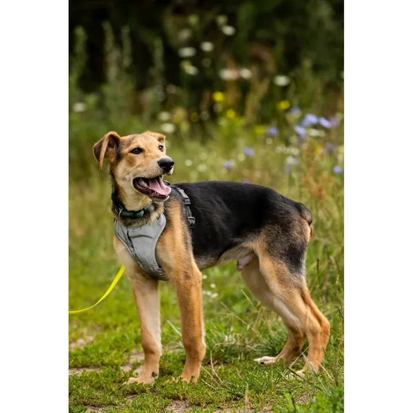 Znaleziono psa, Białystok, 15 lipca 2025 (5/5)