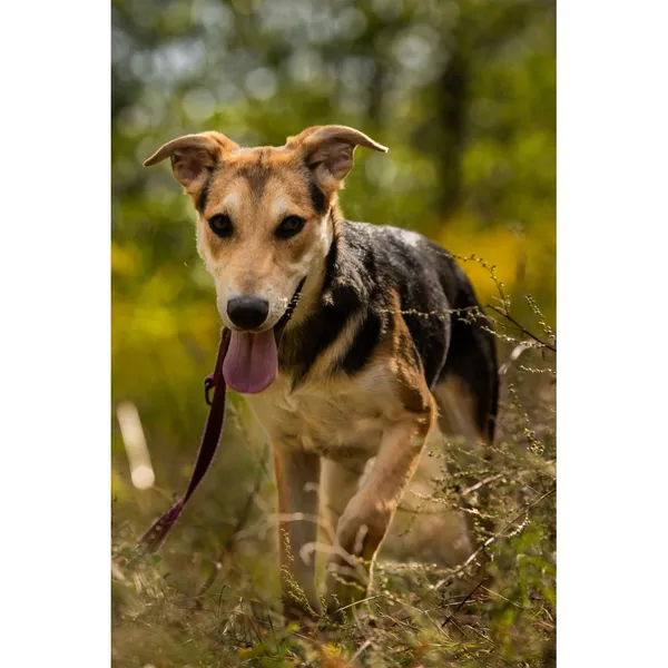 Znaleziono psa, Białystok, 15 lipca 2025 (2/5)