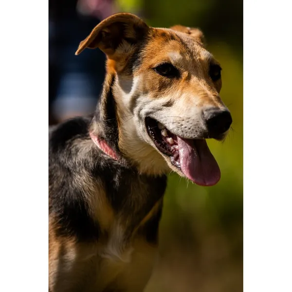 Znaleziono psa, Białystok, 15 lipca 2025 (4/5)