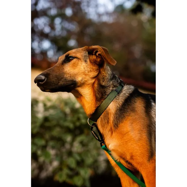 Znaleziono psa, Białystok, 15 lipca 2025 (2/4)