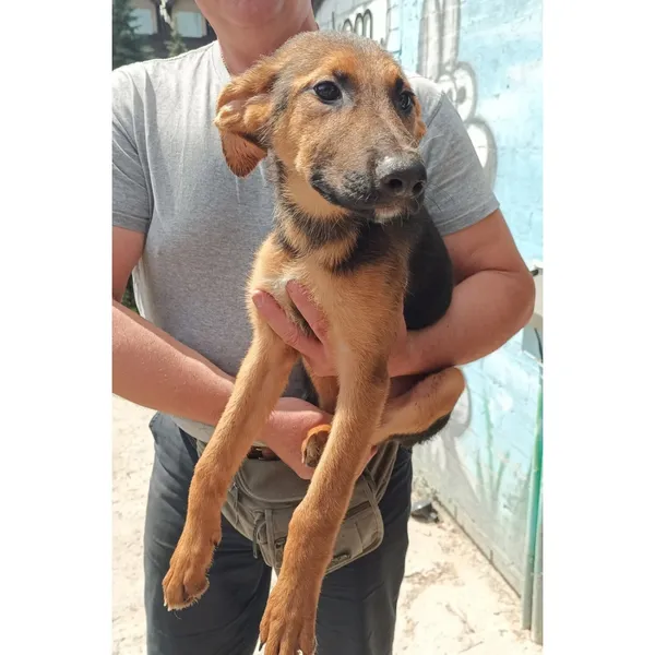 Znaleziono psa, Białystok, 15 lipca 2025 (4/4)