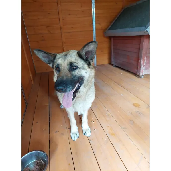 Znaleziono psa, Białystok, 20 czerwca 2025 (4/4)