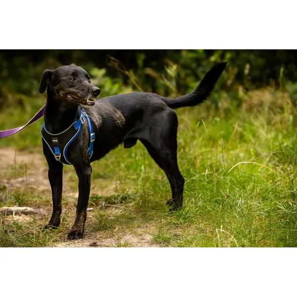 Znaleziono psa, Białystok, 22 czerwca 2025 (1/5)