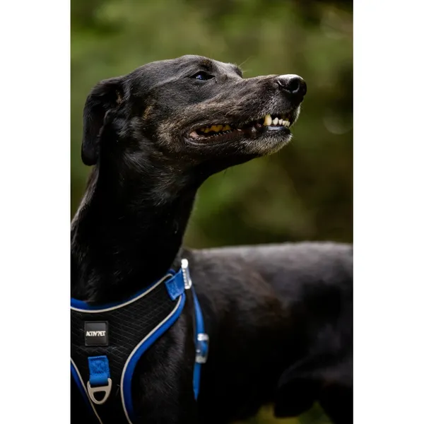 Znaleziono psa, Białystok, 22 czerwca 2025 (2/5)