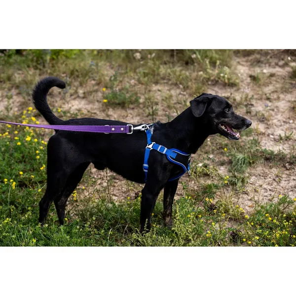 Znaleziono psa, Białystok, 22 czerwca 2025 (3/5)