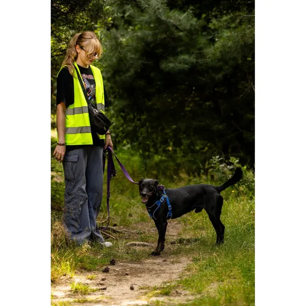 Znaleziono psa, Białystok, 22 czerwca 2025 (4/5)