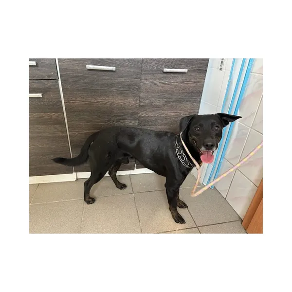 Znaleziono psa, Białystok, 22 czerwca 2025 (5/5)