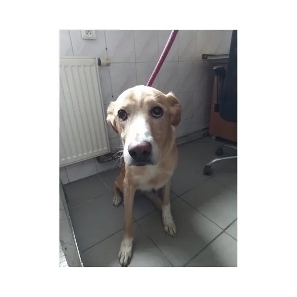 Znaleziono psa, Białystok, 9 czerwca 2025 (5/5)