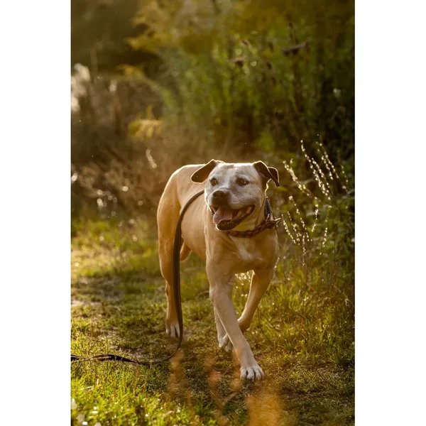 Znaleziono psa, Białystok, 31 lipca 2025 (3/5)