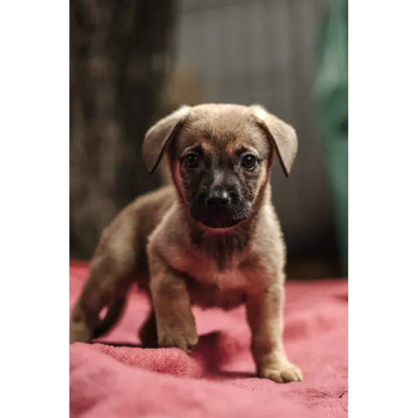 Znaleziono psa, Białystok, 13 sierpnia 2025 (1/5)