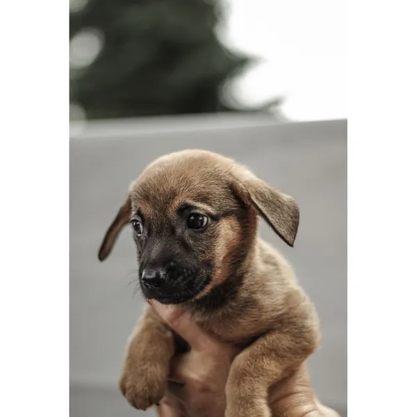 Znaleziono psa, Białystok, 13 sierpnia 2025 (4/5)