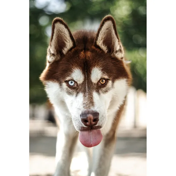 Znaleziono psa, Białystok, 15 lipca 2025 (2/5)