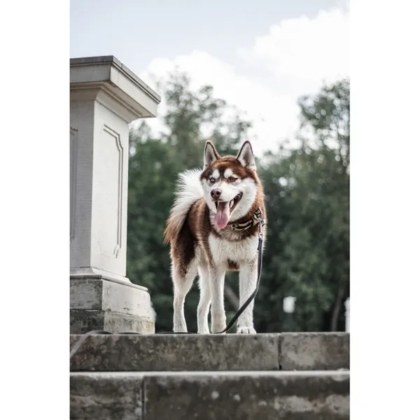 Znaleziono psa, Białystok, 15 lipca 2025 (4/5)