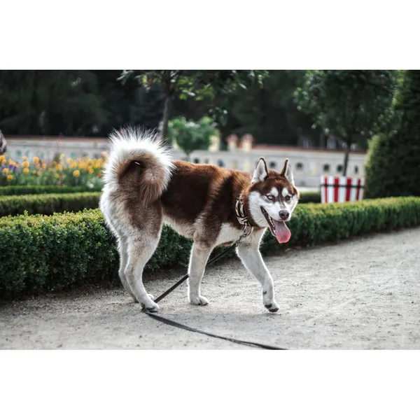 Znaleziono psa, Białystok, 15 lipca 2025 (5/5)