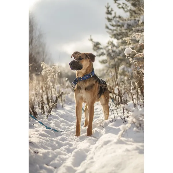 Znaleziono psa, Białystok, 15 lipca 2025 (2/5)