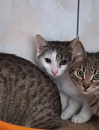 Kot do adopcji, Orzechowce, 26 września 2025