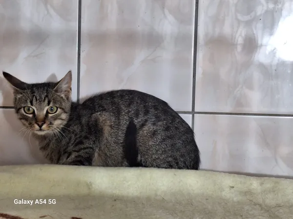 Kot do adopcji, Orzechowce, 25 września 2025