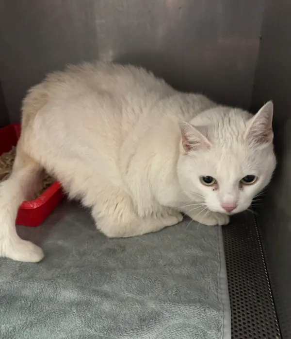 Znaleziono kota, Gdańsk, 26 września 2025