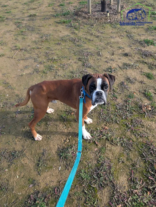 Znaleziono psa, Szczecin, 25 września 2025 (2/3)