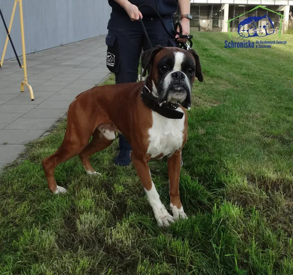 Znaleziono psa, Szczecin, 25 września 2025 (3/3)