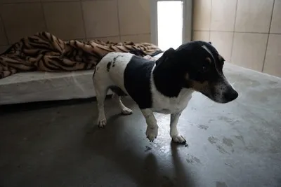 Pies do adopcji, Kraków, 6 września 2025