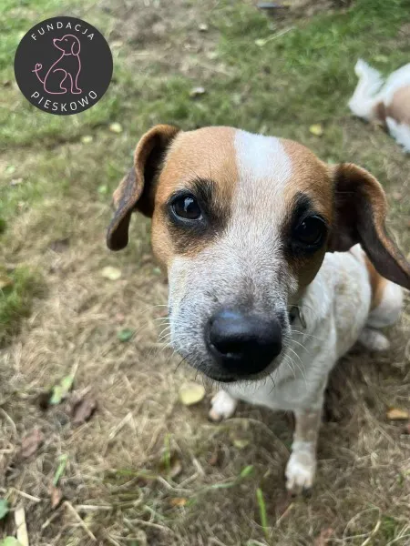 Pies do adopcji, Wolsztyn, 26 września 2025