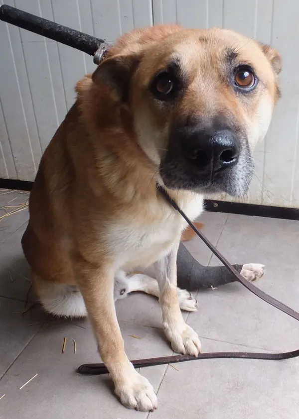 Znaleziono psa, Nowa Krępa, 12 września 2025