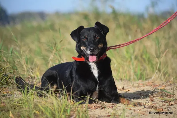 Znaleziono psa, Toruń, 2 września 2025