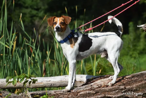 Znaleziono psa, Toruń, 29 sierpnia 2025