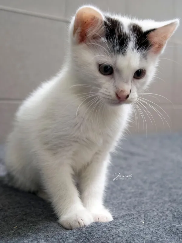 Kot do adopcji, Sopot, 26 września 2025 (2/3)