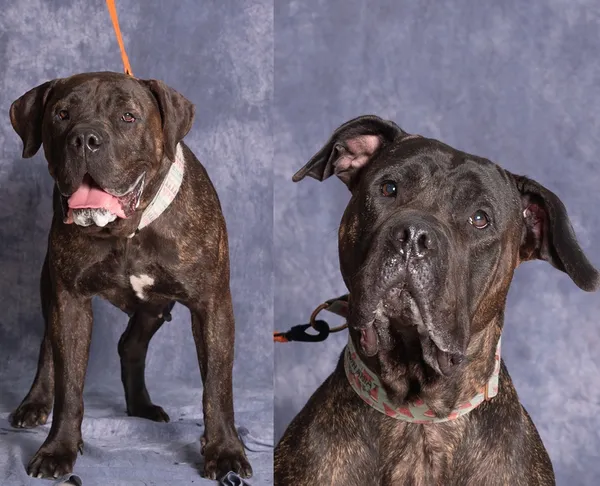 Pies do adopcji, Gdańsk, 28 sierpnia 2024