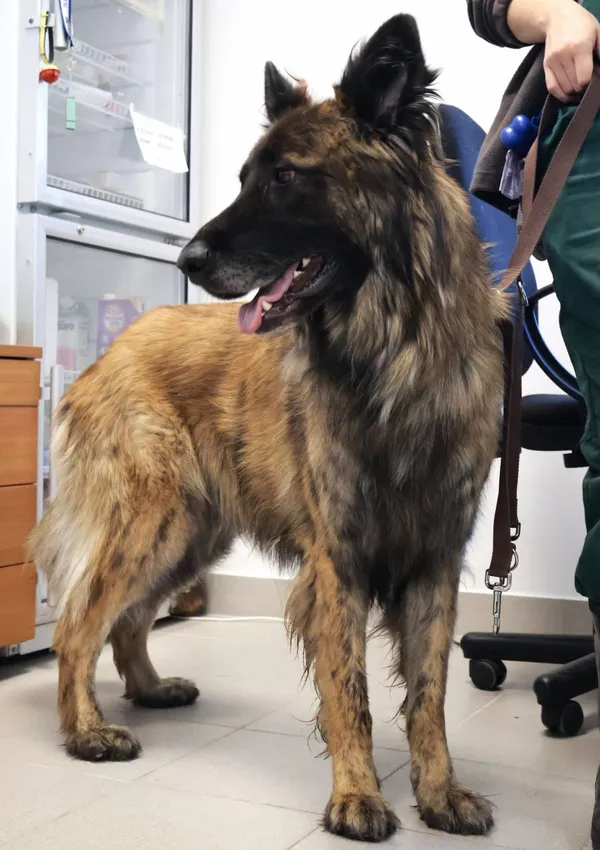 Znaleziono psa, Łódź, 26 września 2025 (2/5)