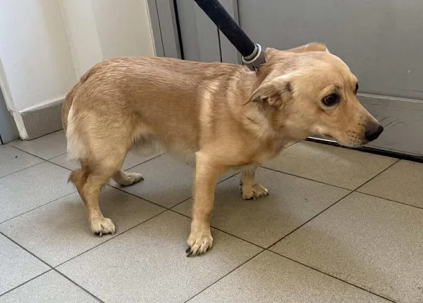 Znaleziono psa, Lublin, 26 września 2025